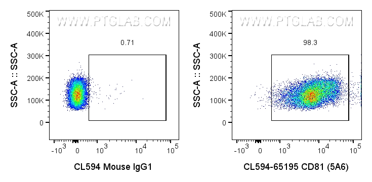 CD81