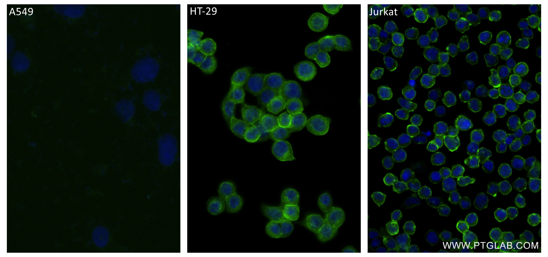 IF Staining of A549 using 84617-3-RR (same clone as 84617-3-PBS)