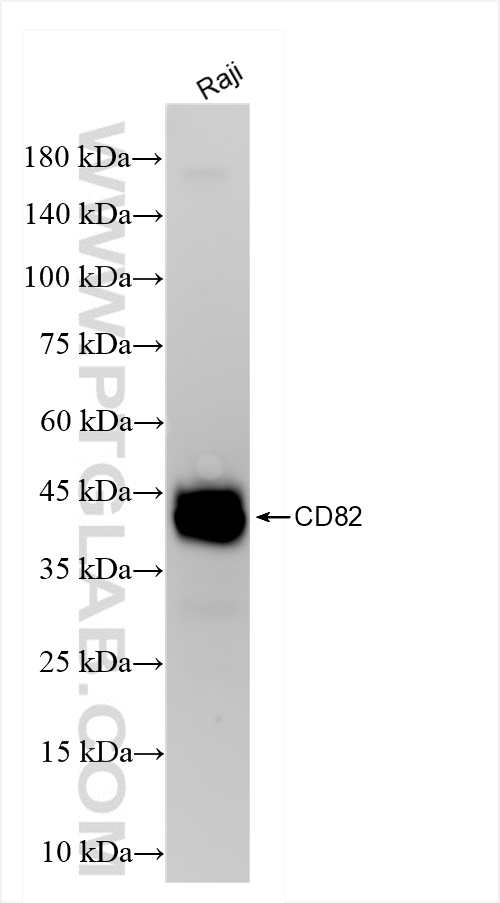 WB analysis of Raji using 84617-7-RR (same clone as 84617-7-PBS)