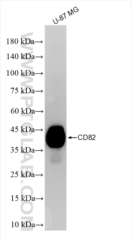 WB analysis of U-87 MG using 84617-7-RR (same clone as 84617-7-PBS)