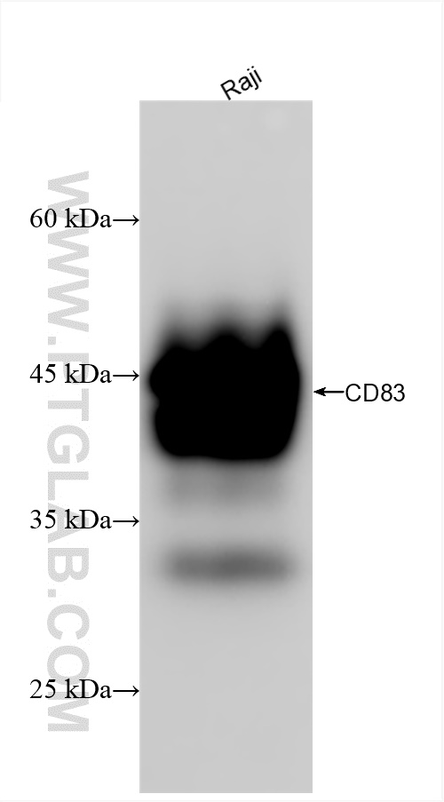 CD83