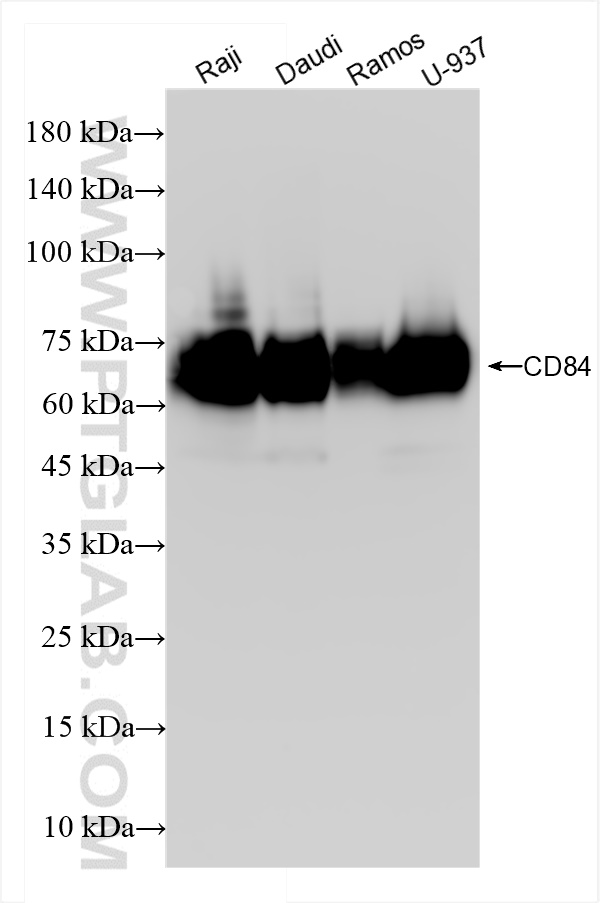 WB analysis using 84245-2-RR (same clone as 84245-2-PBS)