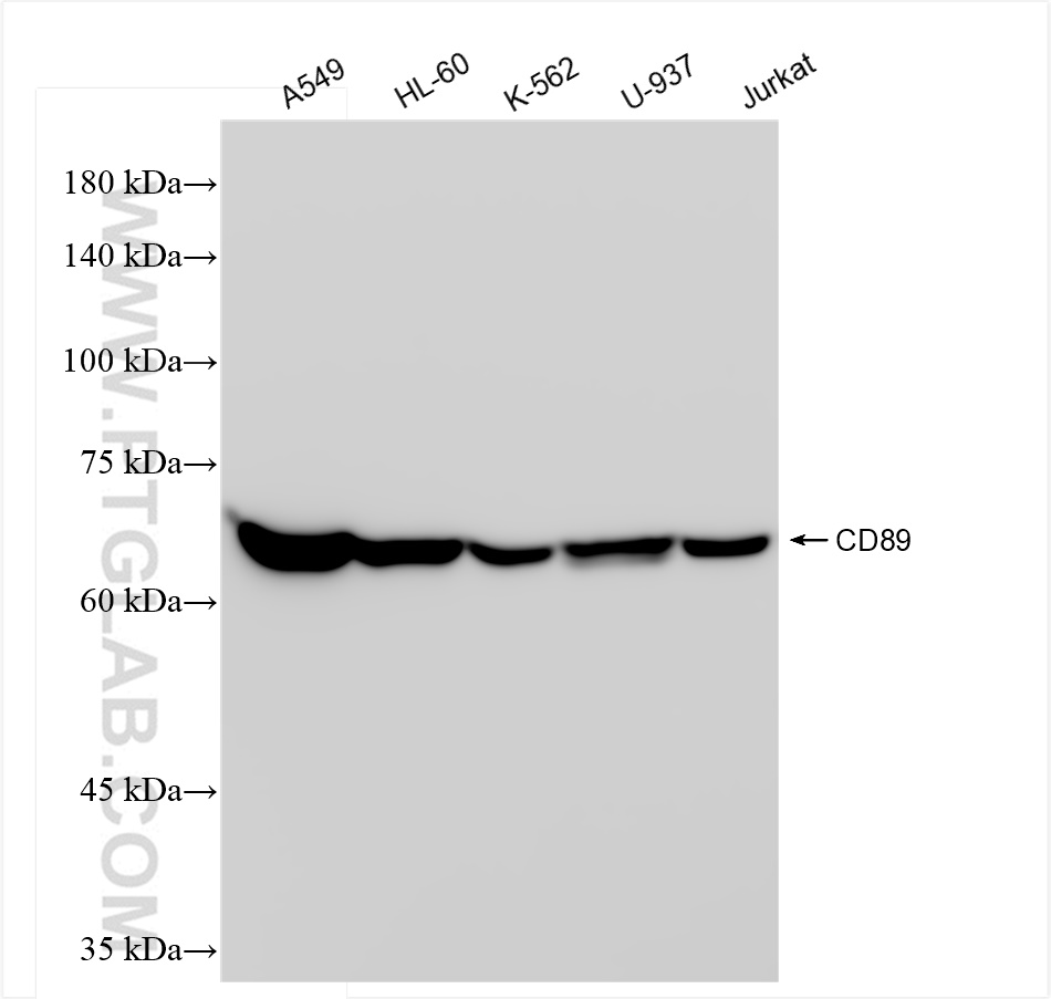 WB analysis using 84384-5-RR