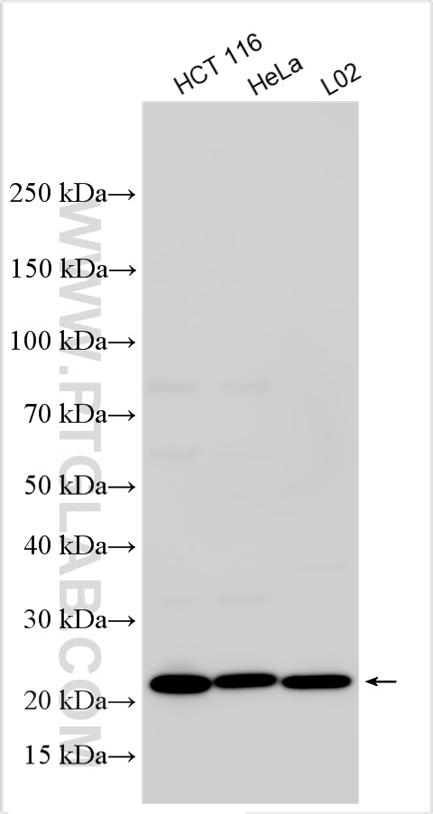 WB analysis using 20597-1-AP