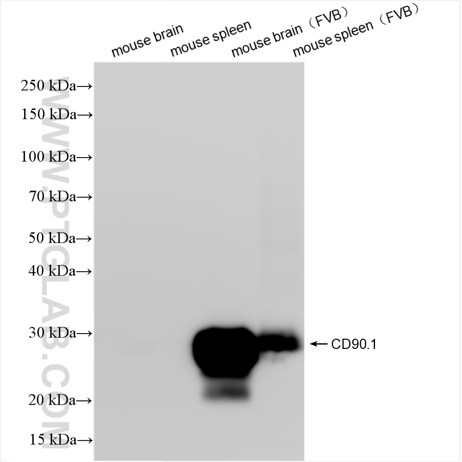 WB analysis using 84832-1-RR (same clone as 84832-1-PBS)