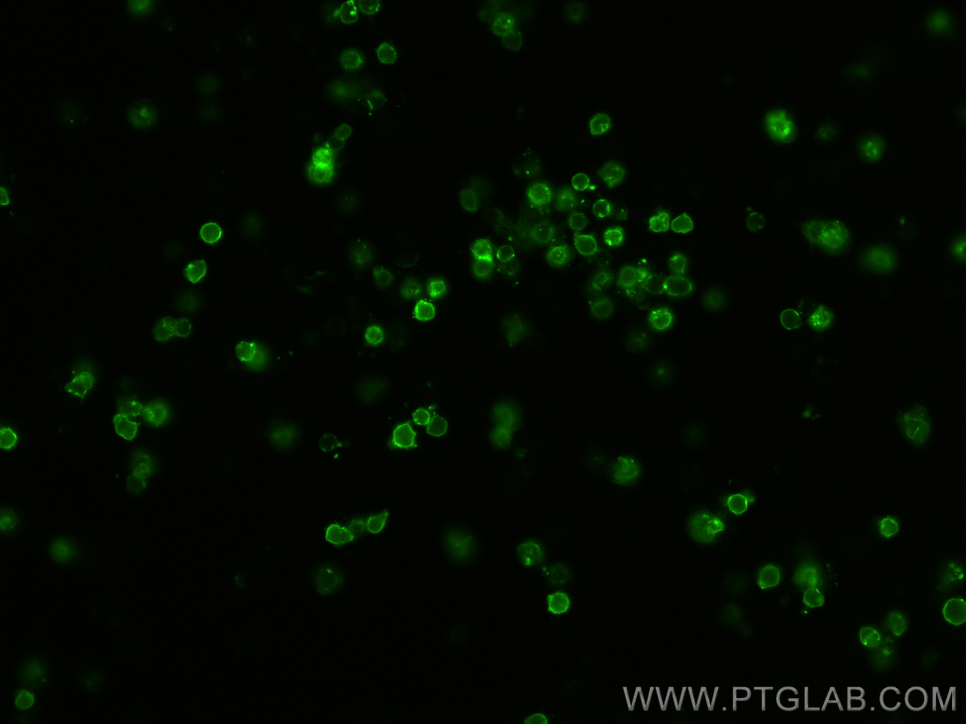 IF Staining of mouse splenocytes using CL488-65088