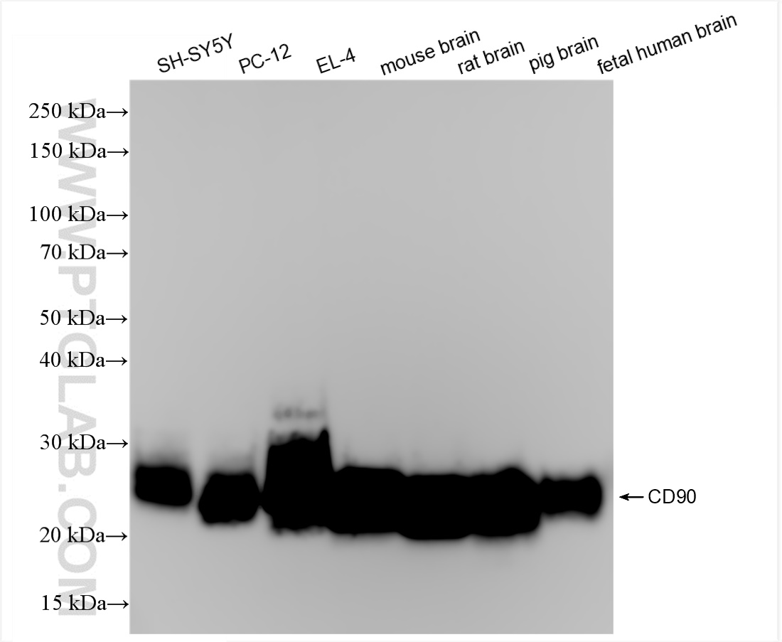 WB analysis using 84180-1-RR (same clone as 84180-1-PBS)