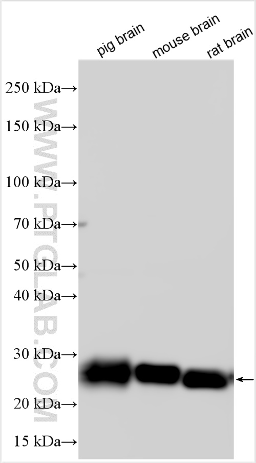 WB analysis using 27178-1-AP