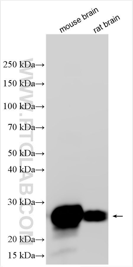 WB analysis of mouse brain using 31723-1-AP