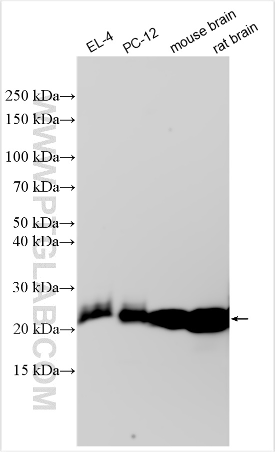 WB analysis using 31949-1-AP