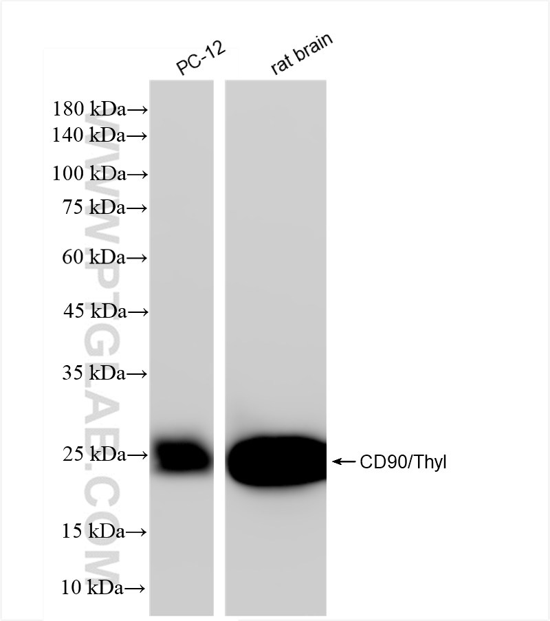 WB analysis using 84206-3-RR