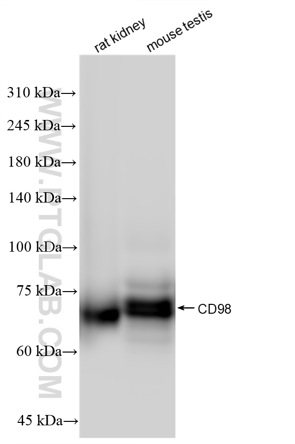 WB analysis using 84040-6-RR (same clone as 84040-6-PBS)