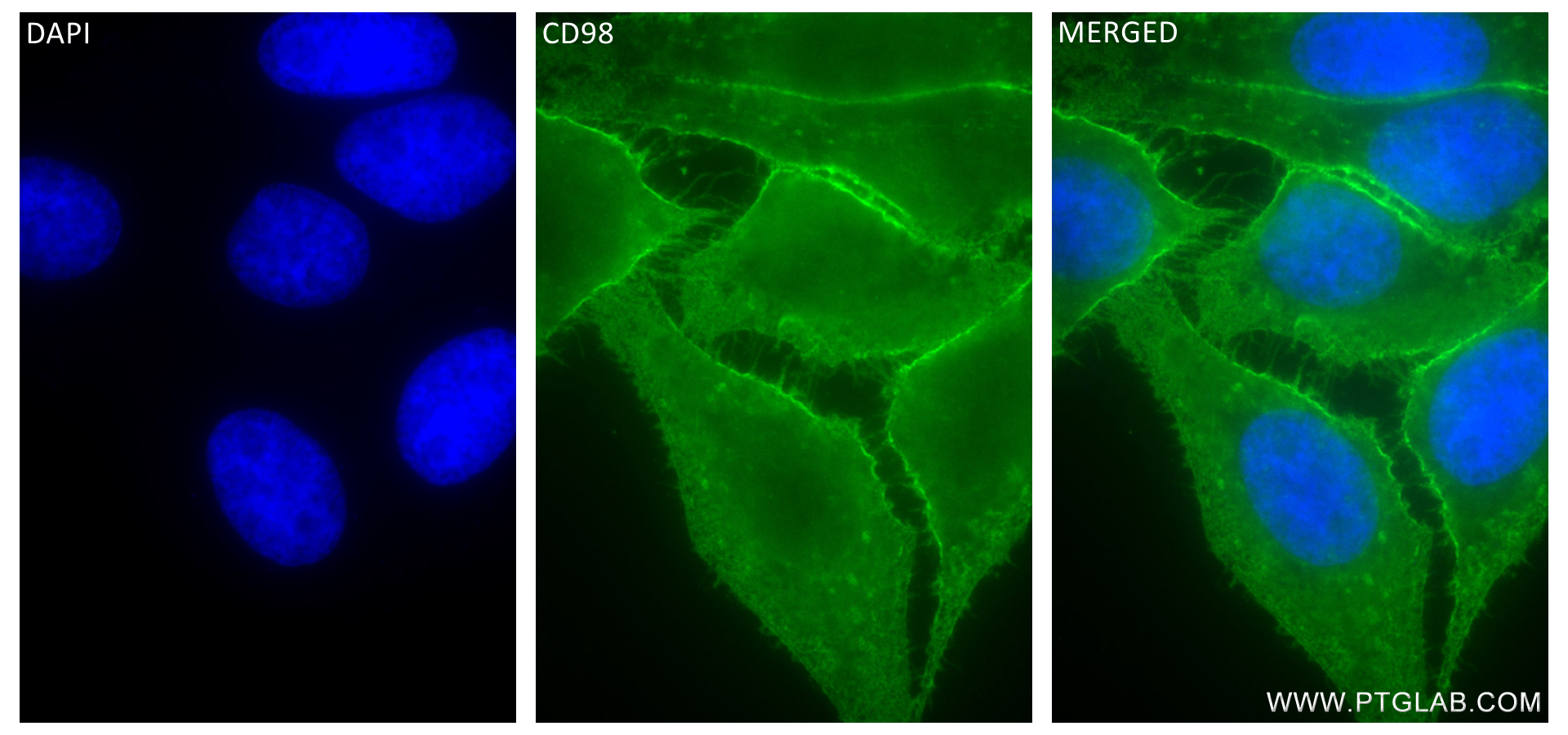 IF Staining of HepG2 using 84387-6-RR (same clone as 84387-6-PBS)