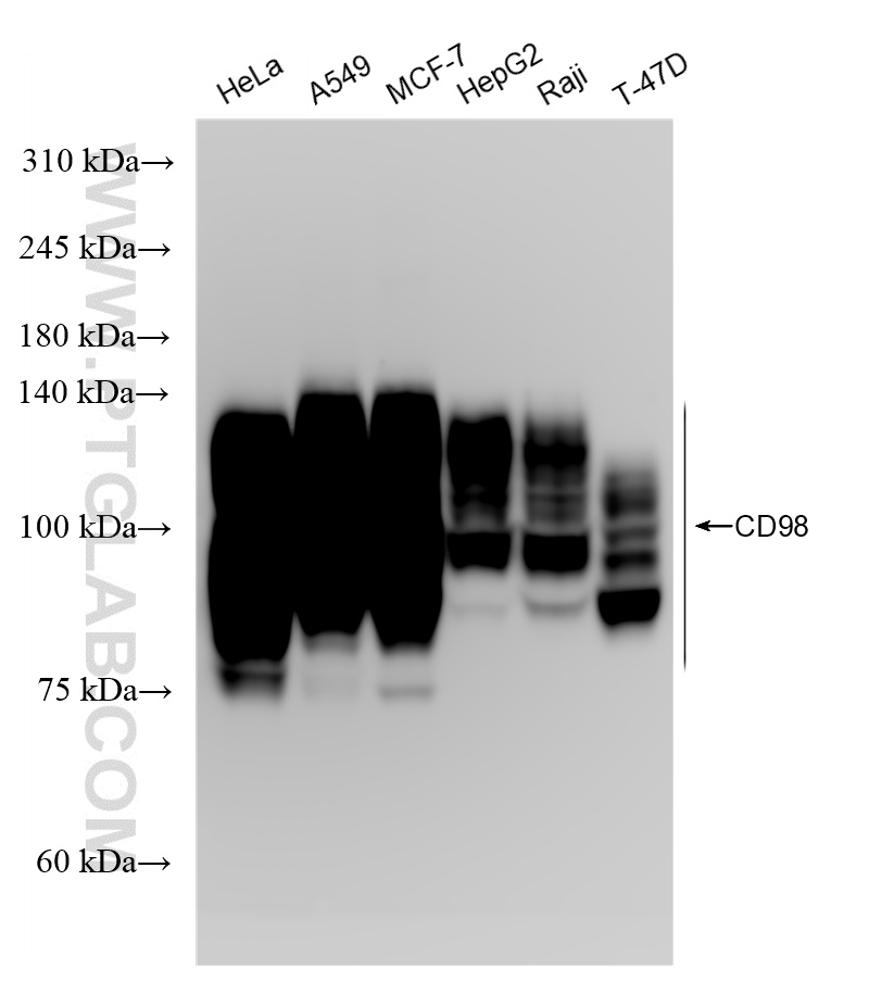 WB analysis using 84387-6-RR (same clone as 84387-6-PBS)