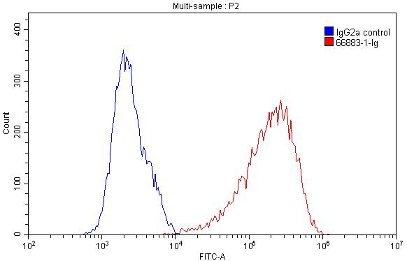 CD98/SLC3A2