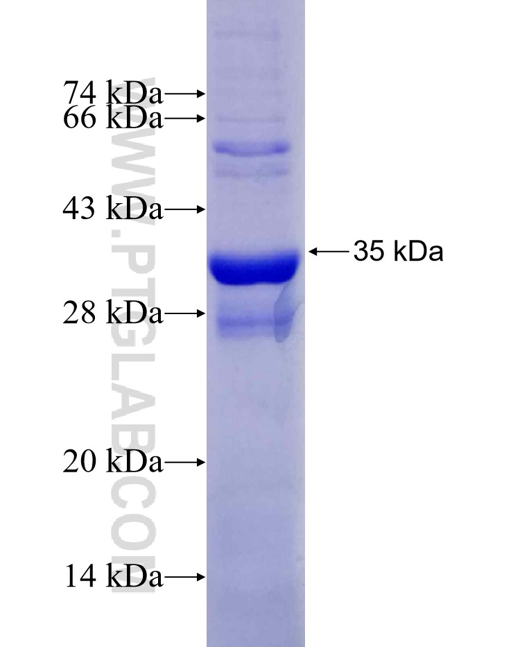 CDA fusion protein Ag29507 SDS-PAGE