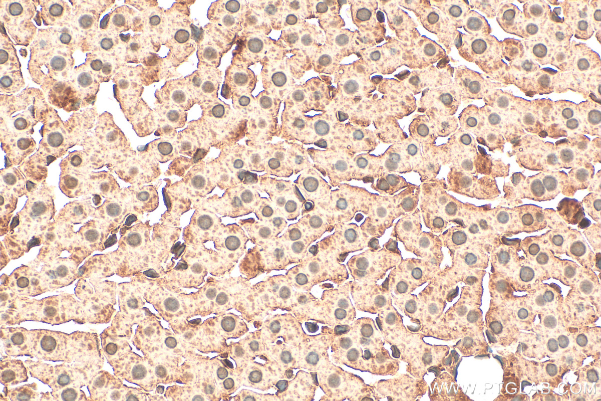 IHC staining of rat liver using 19532-1-AP