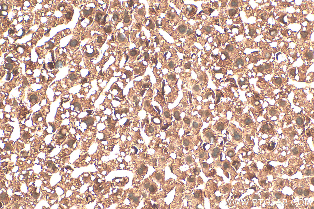 IHC staining of mouse liver using 19532-1-AP