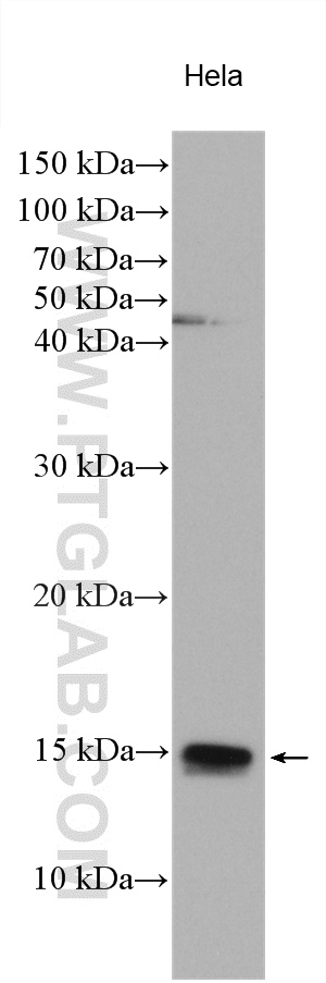 WB analysis using 14125-1-AP