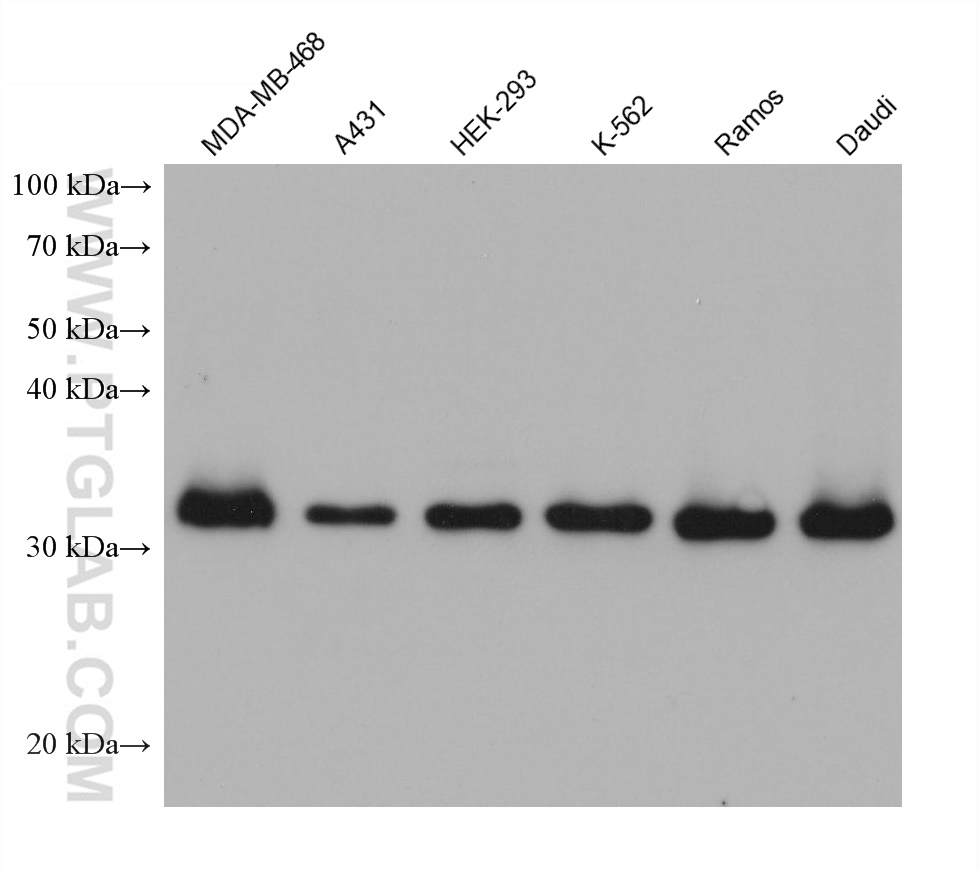 WB analysis using 68510-1-Ig