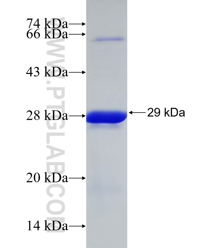 CDH12 fusion protein Ag32933 SDS-PAGE