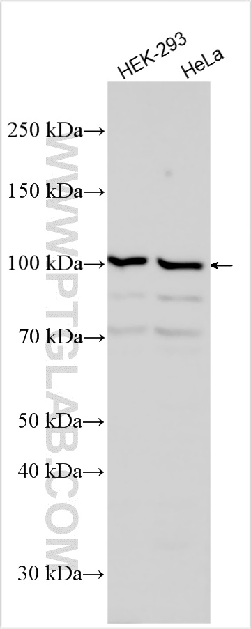 WB analysis using 11473-1-AP