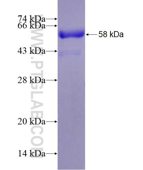 CDH19 fusion protein Ag28646 SDS-PAGE