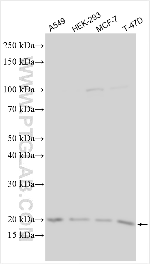 WB analysis using 20057-1-AP