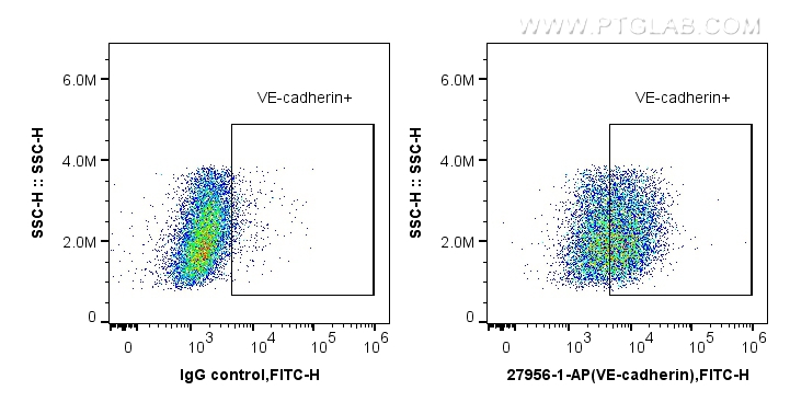 FC experiment of HUVEC using 27956-1-AP