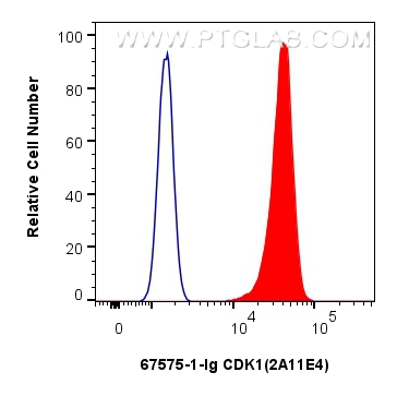 FC experiment of HeLa using 67575-1-Ig (same clone as 67575-1-PBS)