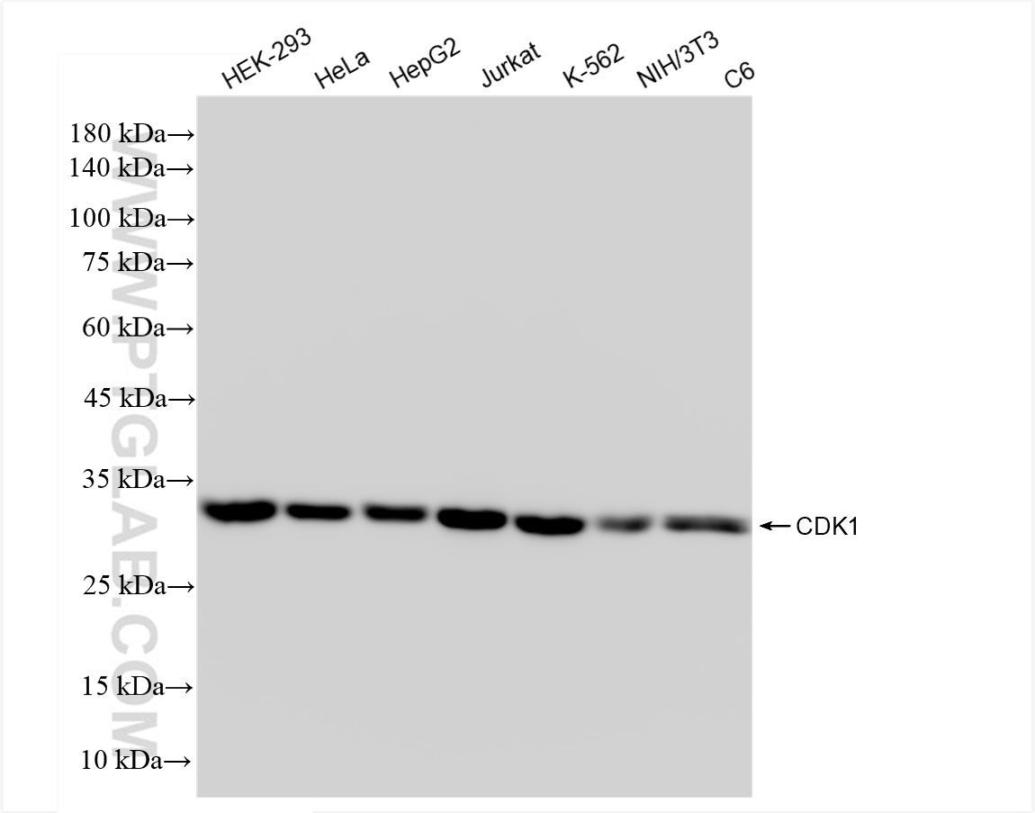 WB analysis using 84271-1-RR