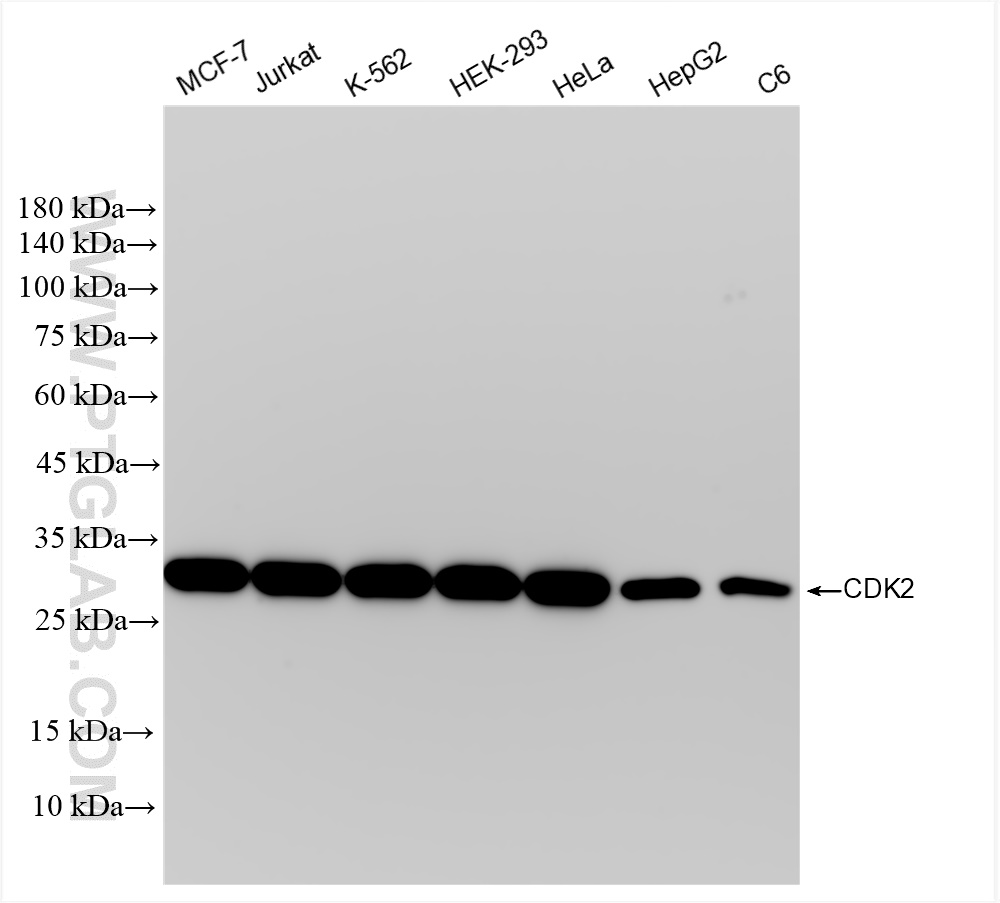 WB analysis using 83635-4-RR (same clone as 83635-4-PBS)