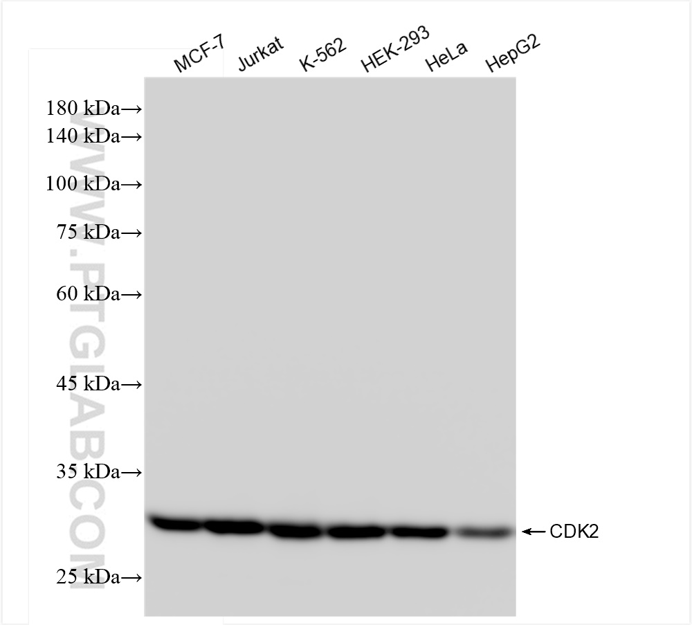 WB analysis using 83635-5-RR