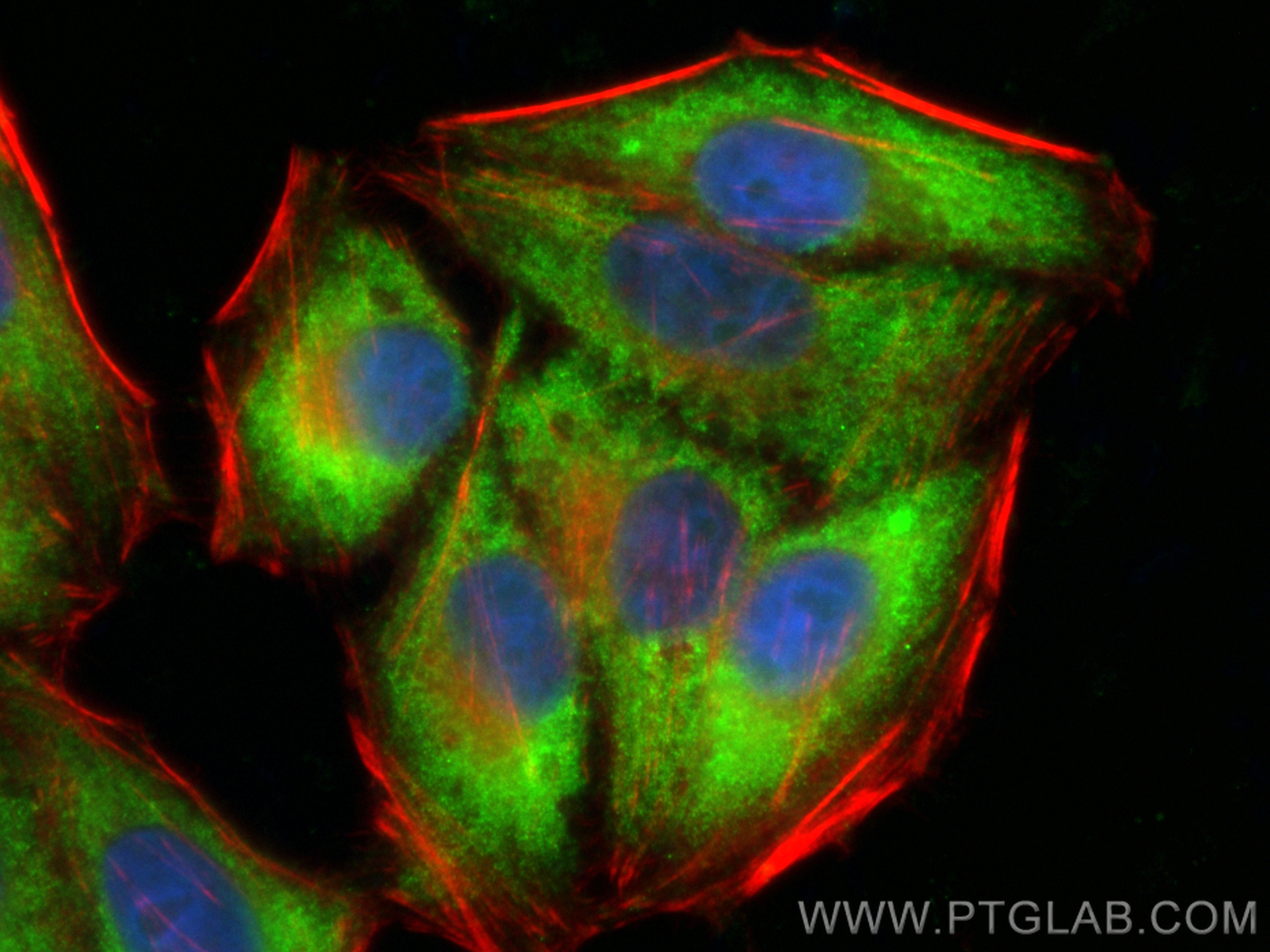 IF Staining of HepG2 using CL488-11007