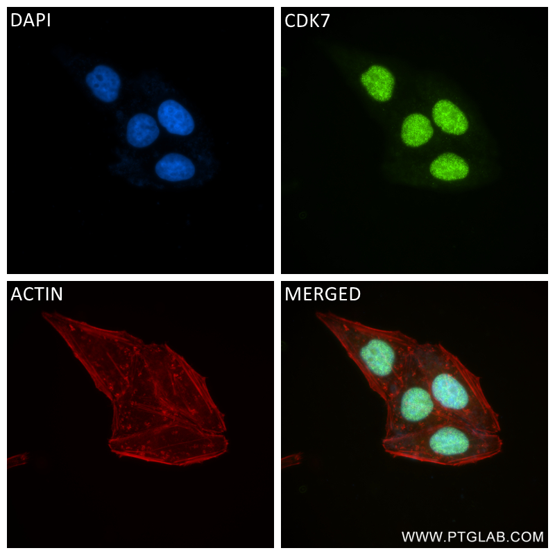 IF Staining of HepG2 using 83976-3-RR