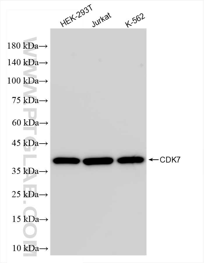 WB analysis using 83976-3-RR