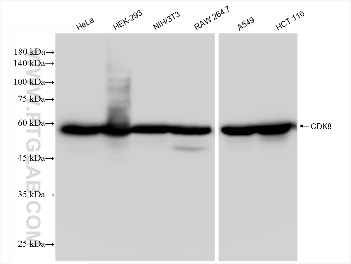 WB analysis using 83621-6-RR (same clone as 83621-6-PBS)