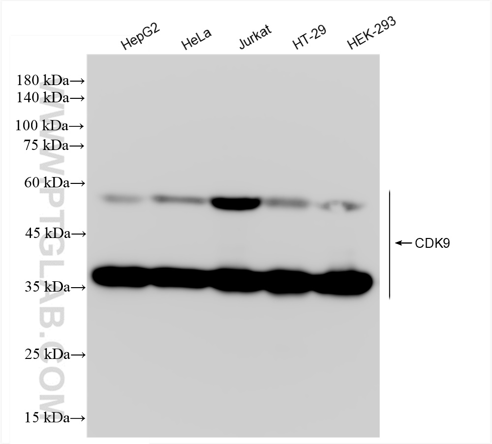 WB analysis using 83662-2-RR (same clone as 83662-2-PBS)