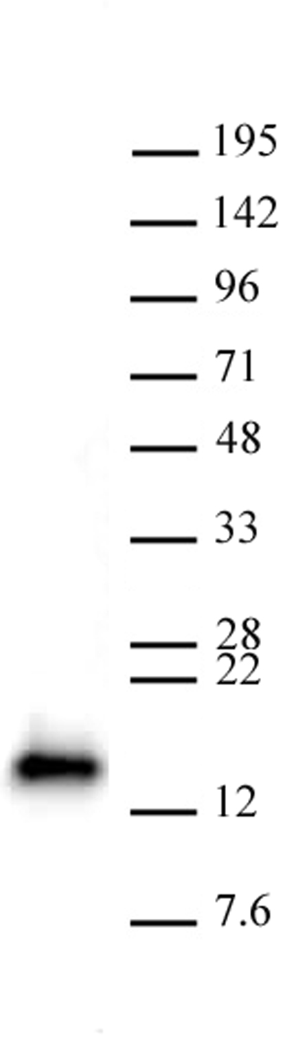 CDKN2A antibody (pAb) tested by Western blot. Detection of CDKN2A by Western blot. The analysis was performed using 30 ug HeLa whole-cell extract and CDKN2A (pAb) at a 1:500 dilution.