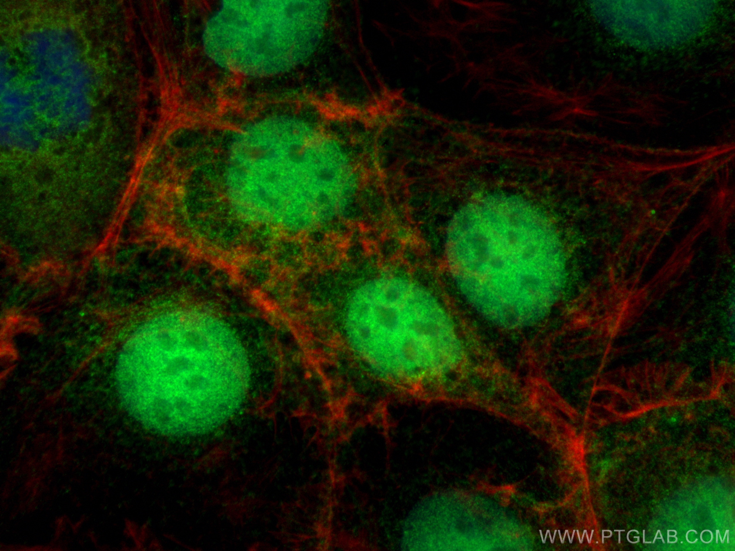 IF Staining of Caco-2 using 55286-1-AP