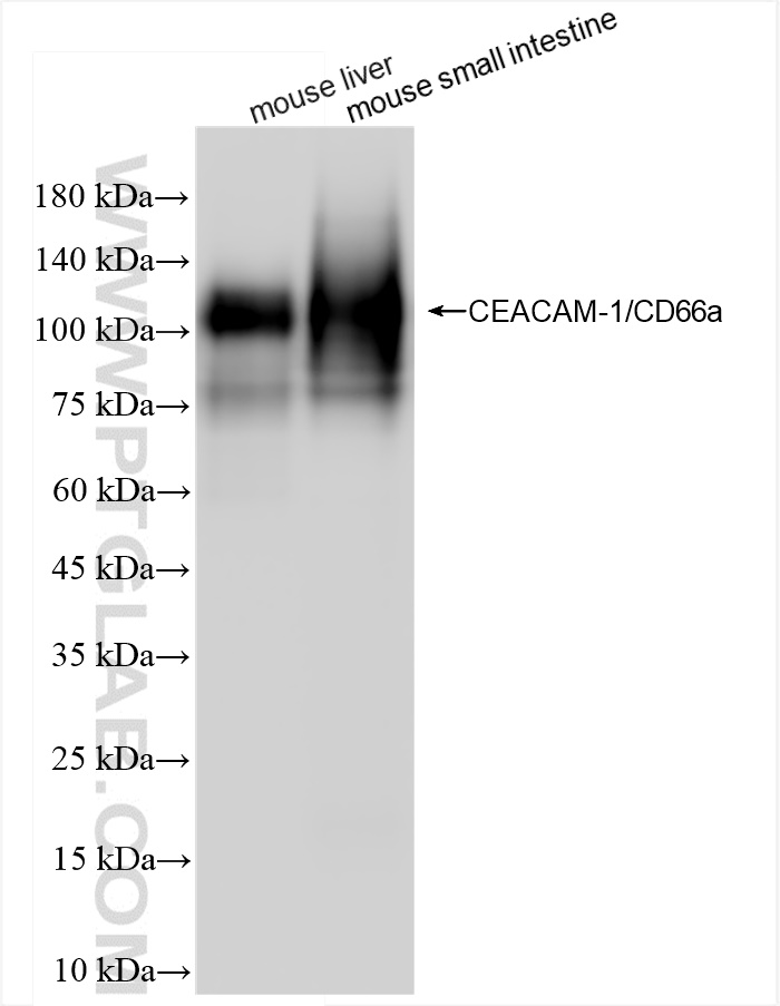 WB analysis using 84409-4-RR (same clone as 84409-4-PBS)