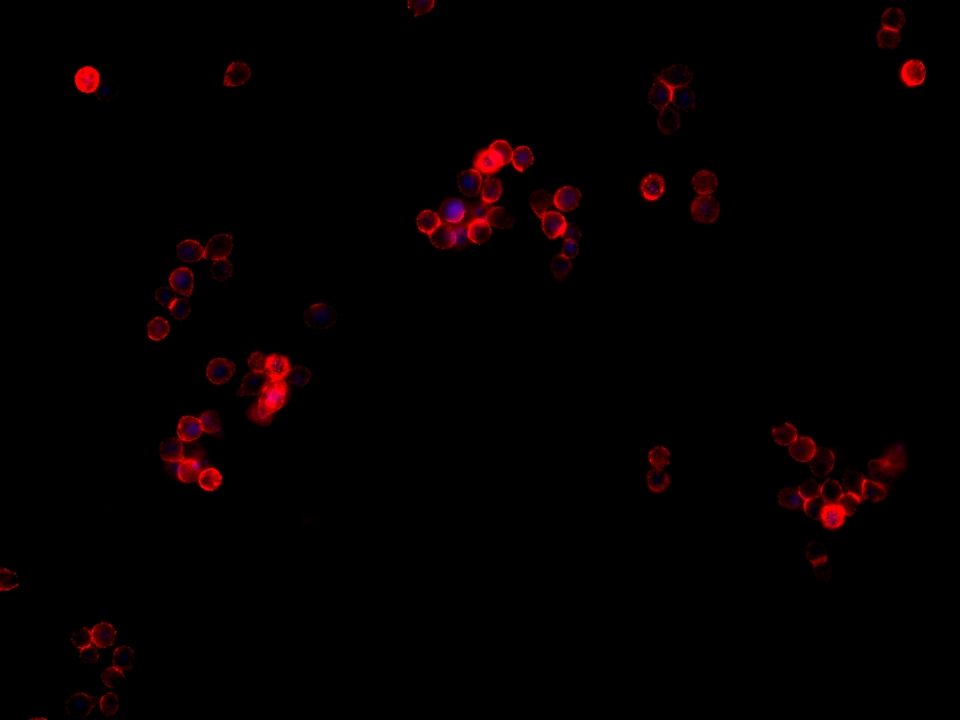 IF Staining of HT-29 using 68653-1-Ig (same clone as 68653-1-PBS)