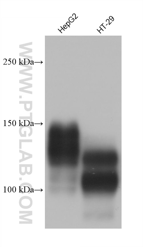 WB analysis using 68653-1-Ig (same clone as 68653-1-PBS)