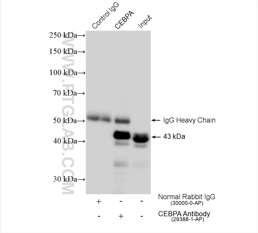 IP experiment of THP-1 using 29388-1-AP