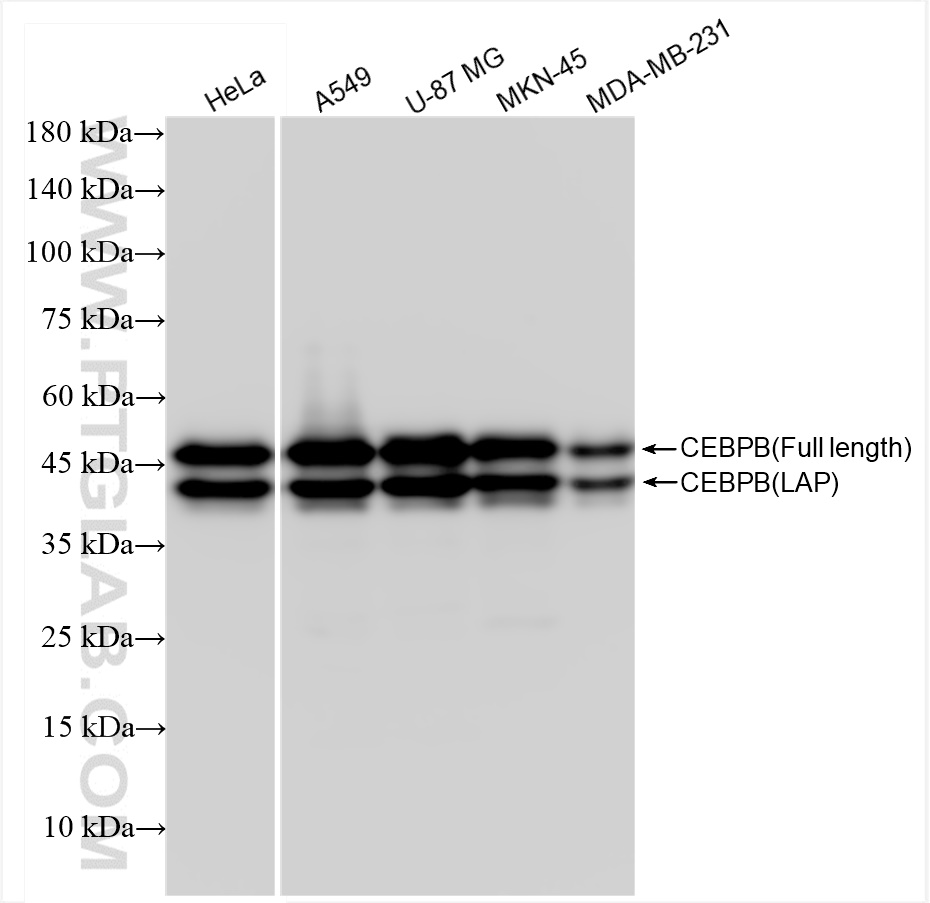 WB analysis using 83791-6-RR