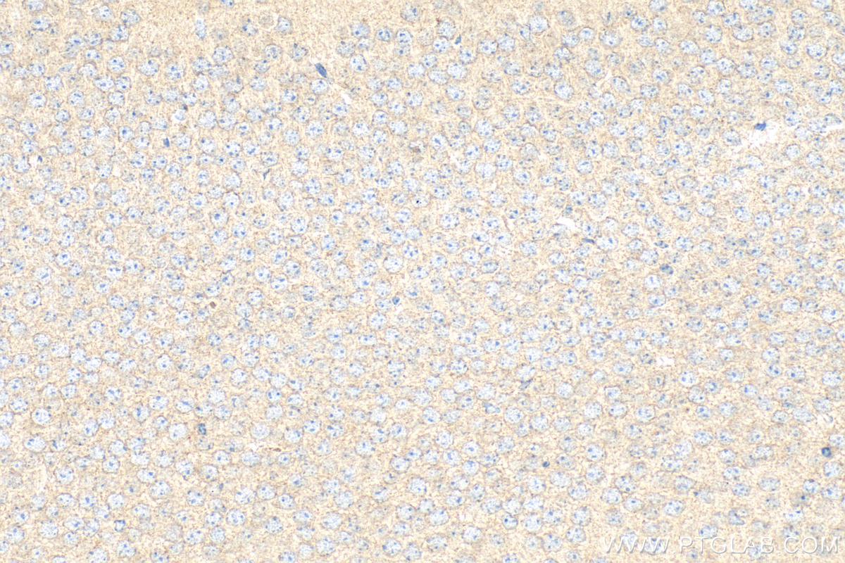 IHC staining of mouse brain using 19940-1-AP