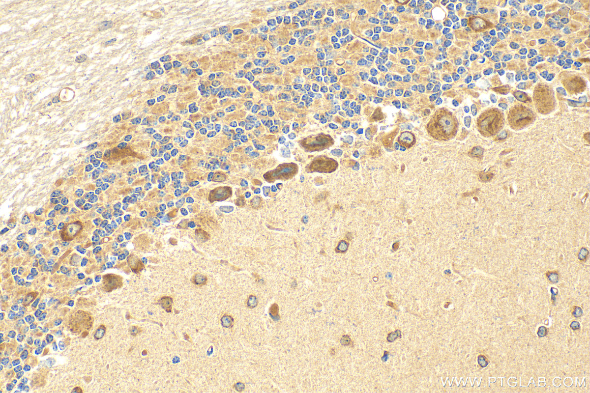 IHC staining of mouse cerebellum using 28835-1-AP