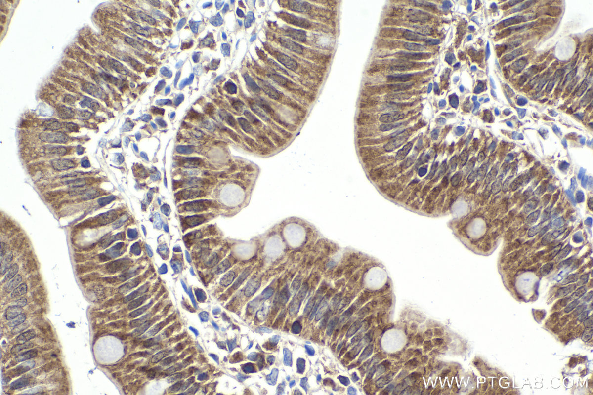 IHC staining of rat small intestine using 28568-1-AP