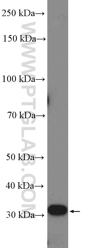 WB analysis of HeLa using 26208-1-AP