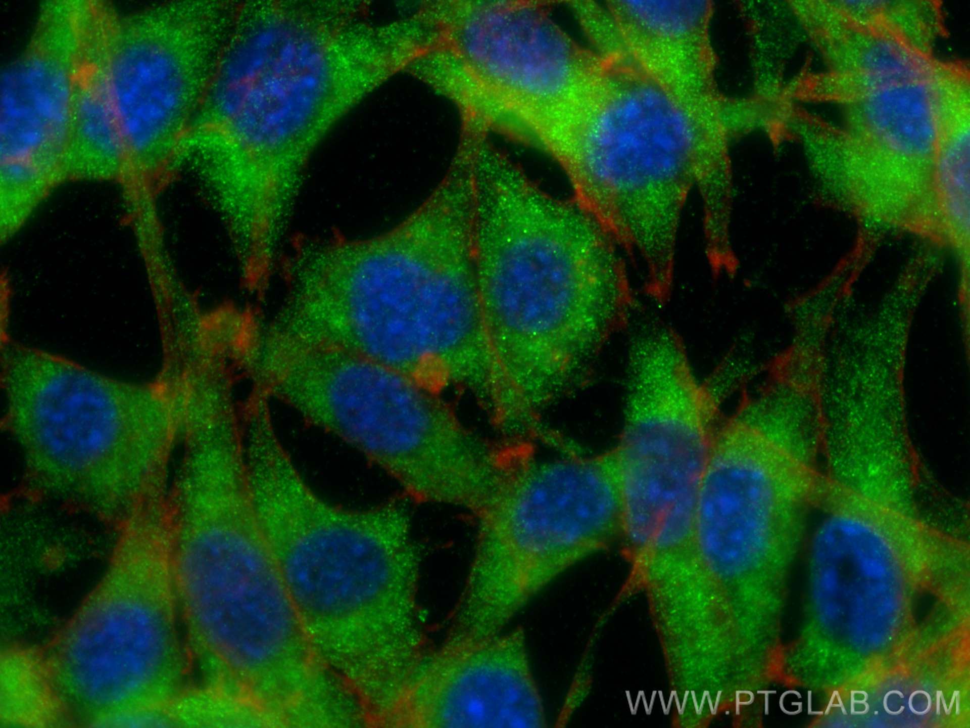 IF Staining of NIH/3T3 using 19840-1-AP